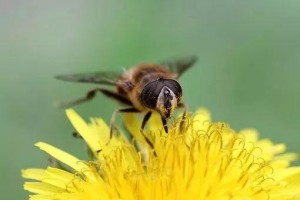 【摄生】夏日这5种黄金食物补脾养胃吃出好气色