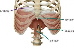 胸式呼吸和腹式呼吸-怎么回事