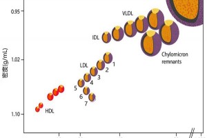 科普低密度脂蛋白（LDL）分型检测Lipoprint体系