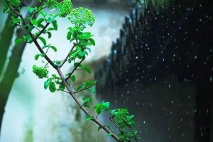 谷雨掌握好顾护脾胃的黄金15天升清降浊一路向好